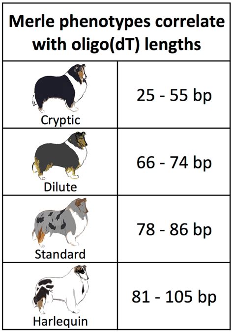 On Biology The genetics of merle coat patterns in dogs