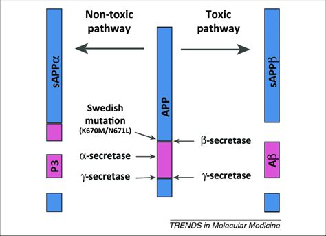 Divergent proteolytic processing of amyloid precursor protein (APP).... | Download Scientific ...