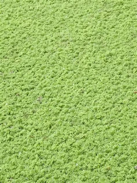 Azolla Benefits For Animals: Nutritional content and potential as a livestock feed - Poultryabc.com