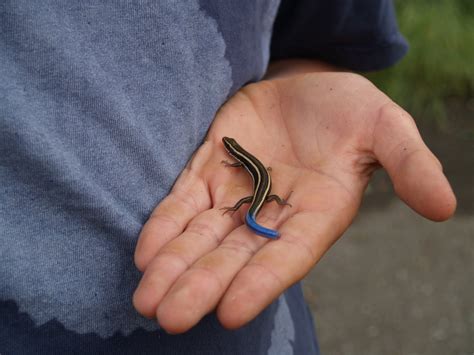 Our Roadside Attraction: Blue Tailed Skink