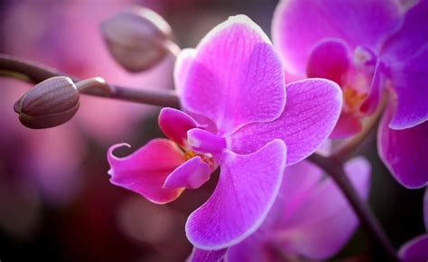 National Flower of Venezuela | Orchid Flower of Venezuela | National ...