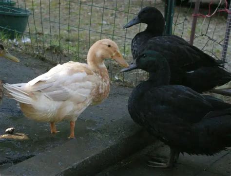 Saxony Duck - Perfect Breed for a Homesteader - (With Photos)