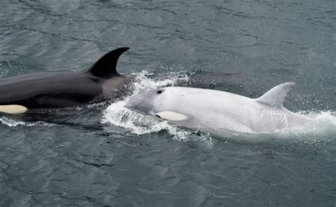 Rare white orca spotted in Southeast Alaska - Anchorage Daily News