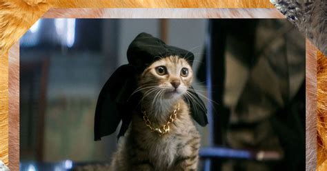 Picture Of Cats / Famous Cat Performances In Movies Ranked - Cat is a small, typically furry ...