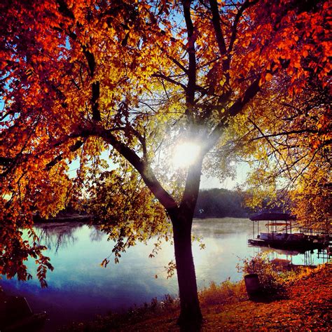 the sun shines brightly through autumn leaves near a lake