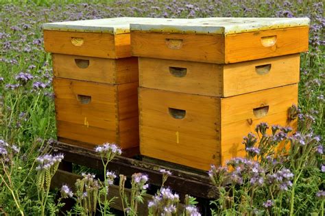 Cómo se hace la miel, desde la abeja hasta tu mesa