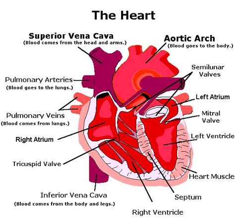 The Heart (what the parts are called and where the blood comes from ...