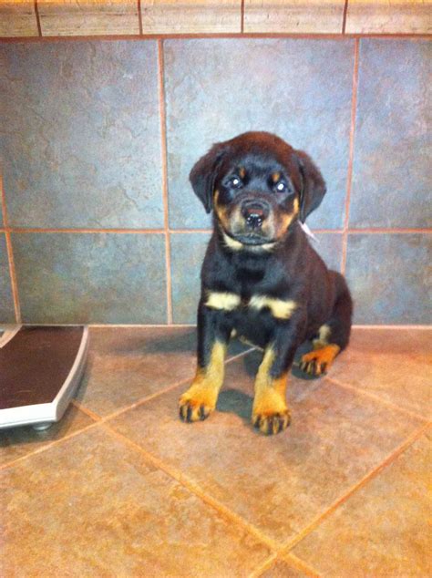 Female German Rottweiler Puppies | PETSIDI