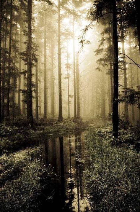 20 Forest Photography Ideas For Your Inspiration · Inspired Luv