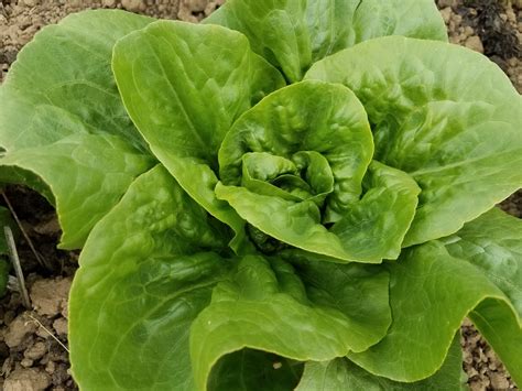 Wild Garden Seed: Organic Little Gem (Lettuce) Seeds