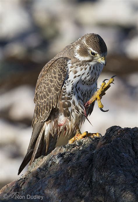 The Menacing Talons Of A Prairie Falcon – Feathered Photography