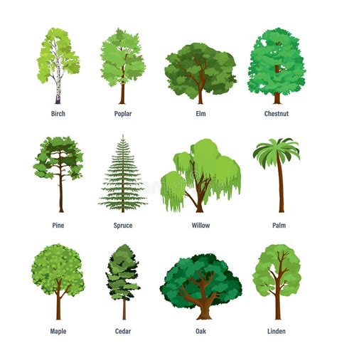 Collection of Different Kinds of Trees. Stock Vector - Illustration of ...