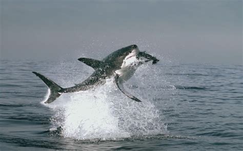 Great White Shark - Planet Earth Wallpaper (34647) - Fanpop