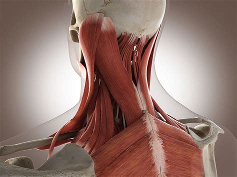 Neck Muscle Spasm: Why neck muscles spasm? - Physio Pretoria