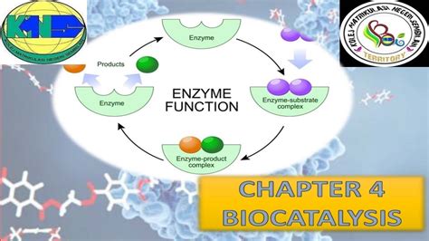 CHAPTER 4 BIOCATALYSIS - YouTube