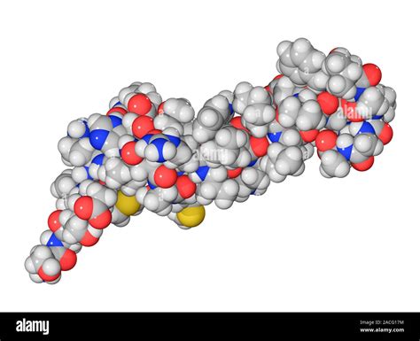 Parathyroid hormone molecule. Computer model showing the structure of parathyroid hormone (PTH ...