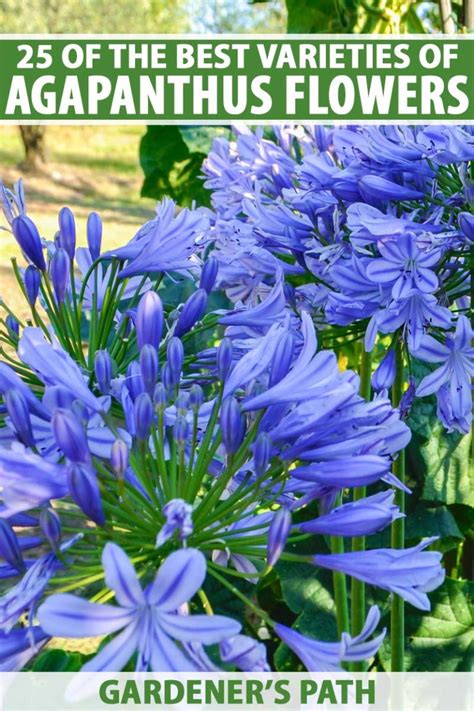 25 of the Best Agapanthus Cultivars | Gardener’s Path