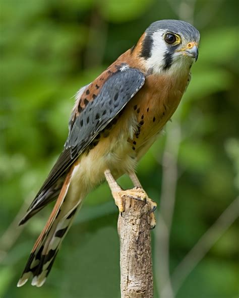 Discover Birds of Prey in the Pacific Northwest – Birding in the PNW — Treesong Nature Awareness ...