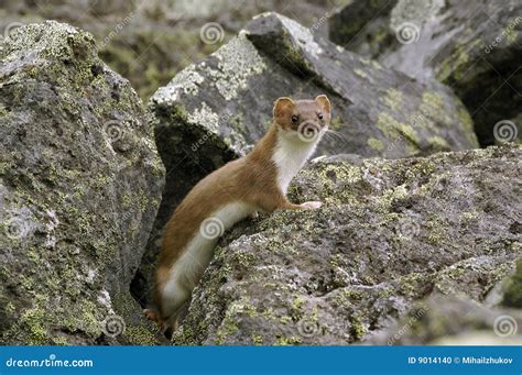 East Siberian Ermine(Mustela Erminea Kaneii). Stock Photo - Image of ears, clever: 9014140