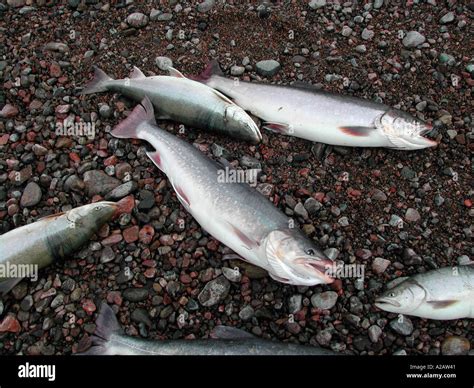 fishing baffin Island Stock Photo - Alamy