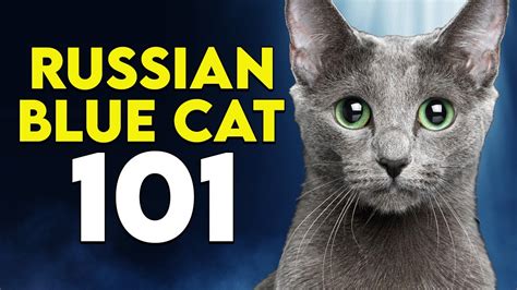 Russian Blue Cat 101 - Learn ALL About Them! - YouTube