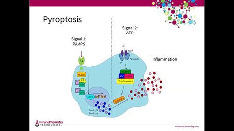 Autophagy Apoptosis Necrosis