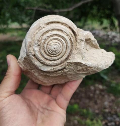 60-million-year-old Snail Fossil Found in southern Turkey - Arkeonews