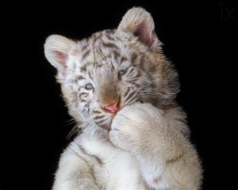 Download Baby Animal Cute Cub Animal White Tiger HD Wallpaper