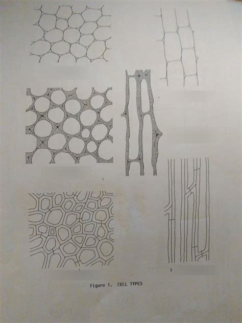 Sclerenchyma Diagram