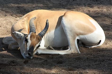 Antelope - Description, Habitat, Image, Diet, and Interesting Facts