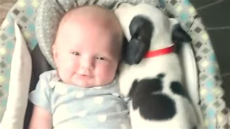 VIRAL VIDEO OF THE DAY: Pit bull puppy snuggles with baby - ABC7 Los ...