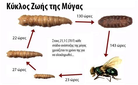 Μύγα και αντιμετώπιση της σε επαγγελματικούς και οικιακούς χώρους