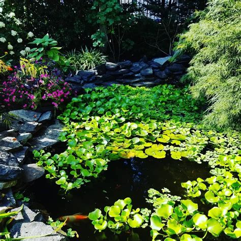 Koi Pond Installers Near Me | Wonderful Koi