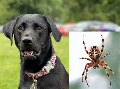 Labrador Needs Treatment After Severe Reaction To Spider Bit