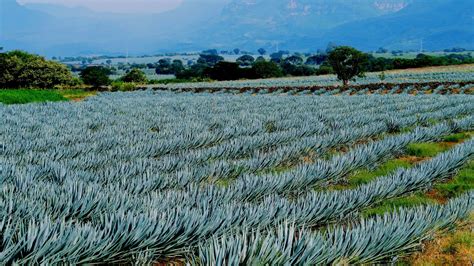 Agave fields at Tequila, Jalisco, Mexico Tequila, Agave Field, Mexico ...