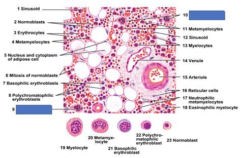 Development of different blood cells in the red bone marrow (decalcified) Diagram | Quizlet