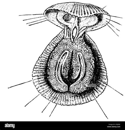 Anatomy of a brachiopod Stock Photo - Alamy