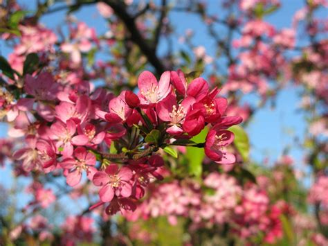 blooming tree 2 Free Photo Download | FreeImages