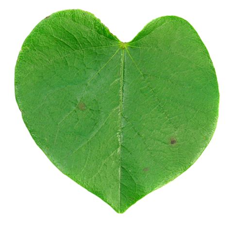 Plant-leaf-identification | Kaggle