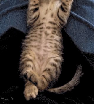 Kitten Stretch GIF - Find & Share on GIPHY