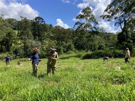 Protecting every home: Koala Habitat Restoration with NRMA Insurance ...