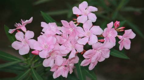 Different Types of Oleander Plant Varieties & Tree Species - EmbraceGardening