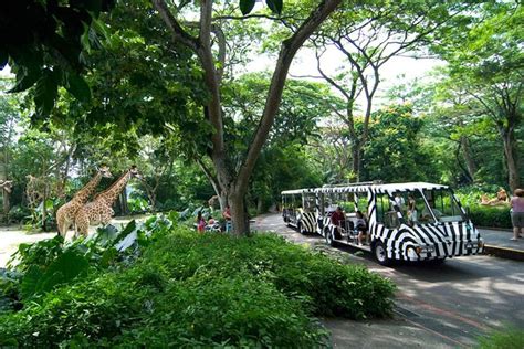 Singapore Zoo Ticket With Tram Ride | Compare Price 2023