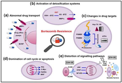 Pharmaceuticals | Free Full-Text | Review on Bortezomib Resistance in Multiple Myeloma and ...