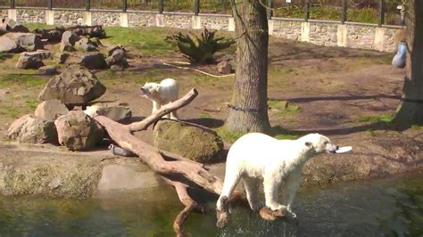 Live Camera - video of Polar Bear mother and cubs | Explore.org