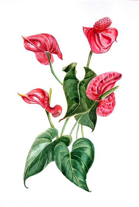 Red flower Painting Original Watercolor Anthurium Floral | Etsy | Flower painting original ...