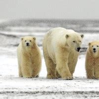 Largest Polar Bear on Record –Biggest Polar Bear Ever • PolarBearFacts.net