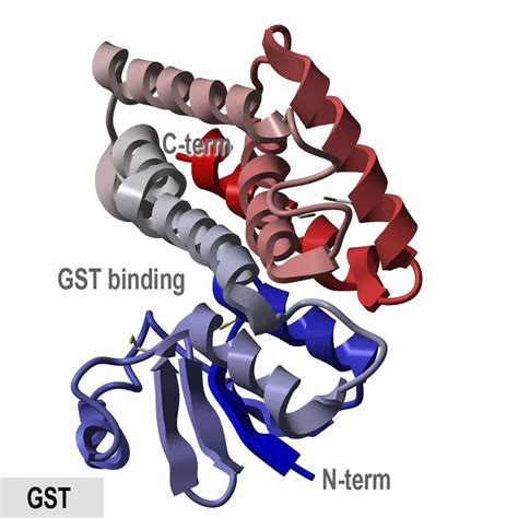 Glutathione S-Transferase - Creative Enzymes