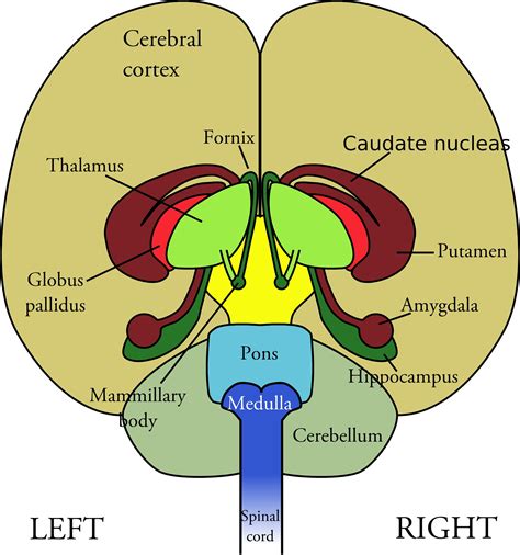 Researchers use arcuate organoids to study development and disease of the hypothalamus