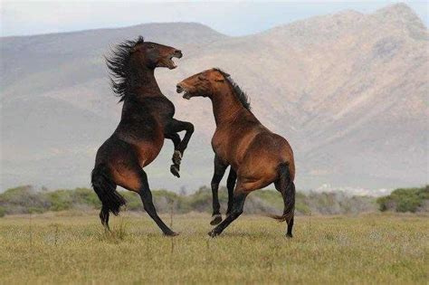 Wild Horses - SA Towns Southern Africa